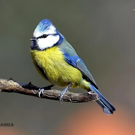 Laremilia * Barrio de Diaz Ruiz