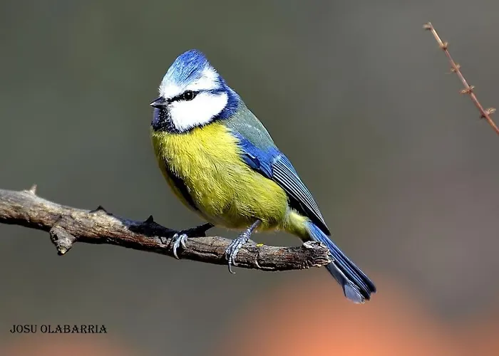 Laremilia * Barrio de Diaz Ruiz